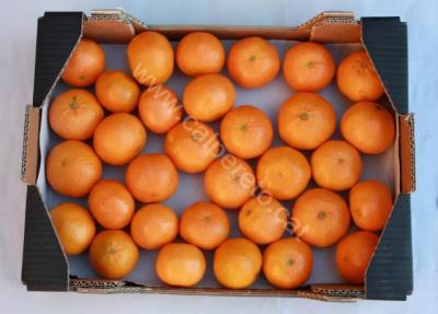 Mandarina Nules kg